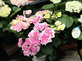 ４月入荷中の花苗の紹介