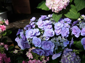 ４月入荷中の花苗の紹介