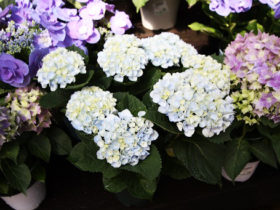 ４月入荷中の花苗の紹介