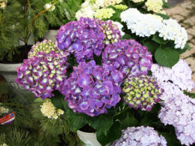 ４月入荷中の花苗の紹介