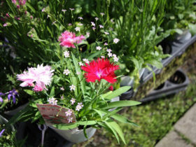 ４月入荷中の花苗の紹介