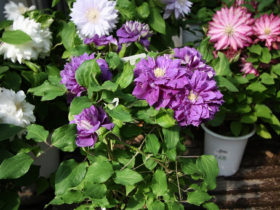 ４月入荷中の花苗の紹介