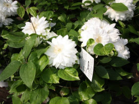 ４月入荷中の花苗の紹介