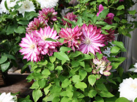 ４月入荷中の花苗の紹介