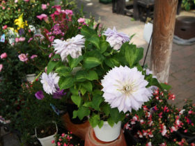 ４月入荷中の花苗の紹介