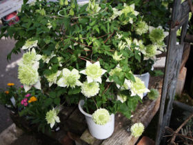 ４月入荷中の花苗の紹介