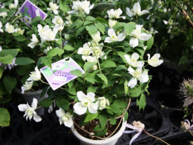 ４月入荷中の花苗の紹介