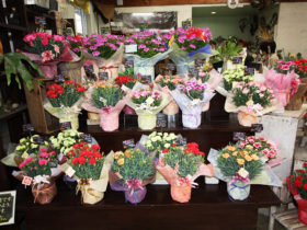 ４月入荷中の花苗の紹介