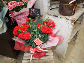 ４月入荷中の花苗の紹介