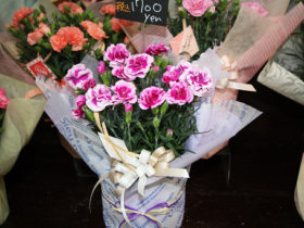４月入荷中の花苗の紹介