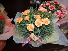 ４月入荷中の花苗の紹介