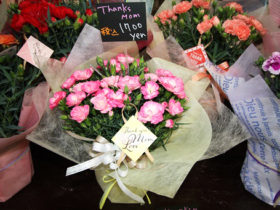 ４月入荷中の花苗の紹介