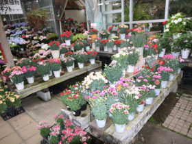 ４月入荷中の花苗の紹介