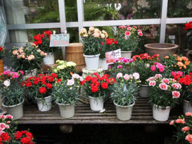 ４月入荷中の花苗の紹介