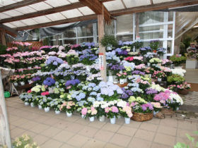 ４月入荷中の花苗の紹介