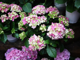 ４月入荷中の花苗の紹介