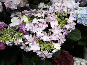 ４月入荷中の花苗の紹介