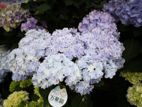 ４月入荷中の花苗の紹介