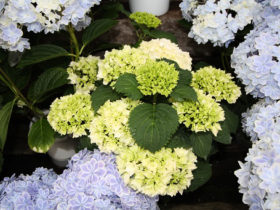 ４月入荷中の花苗の紹介