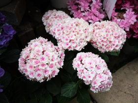４月入荷中の花苗の紹介