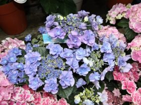 ４月入荷中の花苗の紹介