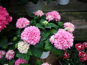 ４月入荷中の花苗の紹介