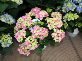 ４月入荷中の花苗の紹介