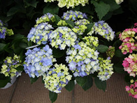 ４月入荷中の花苗の紹介