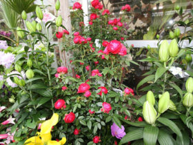 ４月入荷中の花苗の紹介