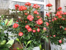 ４月入荷中の花苗の紹介