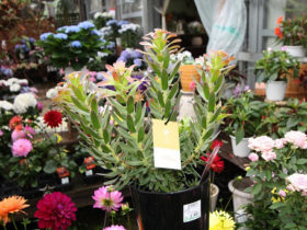 ５月入荷中の花苗の紹介