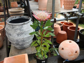 ５月入荷中の花苗の紹介