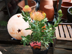 ５月入荷中の花苗の紹介