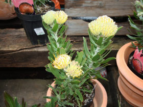 ５月入荷中の花苗の紹介