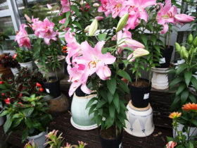 ５月入荷中の花苗の紹介