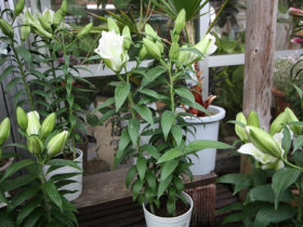 ５月入荷中の花苗の紹介