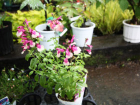 ５月入荷中の花苗の紹介