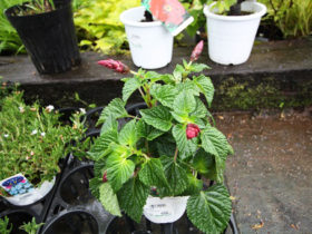 ５月入荷中の花苗の紹介