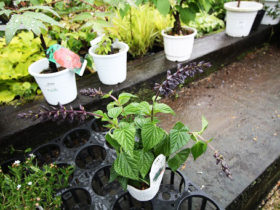 ５月入荷中の花苗の紹介