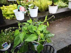 ５月入荷中の花苗の紹介