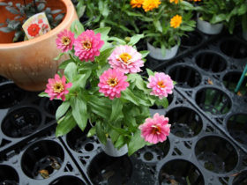 ５月入荷中の花苗の紹介