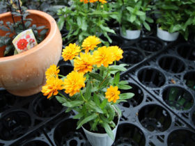 ５月入荷中の花苗の紹介