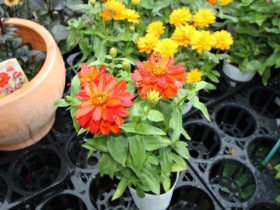 ５月入荷中の花苗の紹介