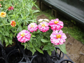 ５月入荷中の花苗の紹介