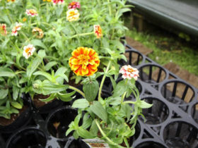 ５月入荷中の花苗の紹介