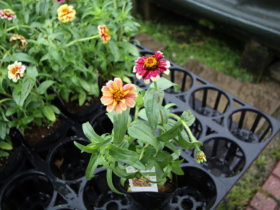 ５月入荷中の花苗の紹介