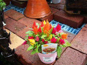 ５月入荷中の花苗の紹介