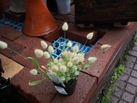 ５月入荷中の花苗の紹介