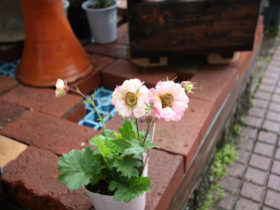 ５月入荷中の花苗の紹介