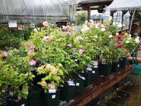 ５月入荷中の花苗の紹介